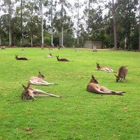 Kangaroos resting