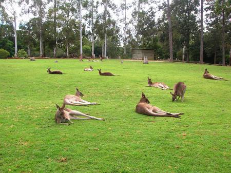 Kangaroos resting - kangaroos, roos, sanctuary, santuary, australia