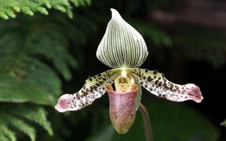 Paphiopedilum Orchid - paphiopedilum, ladies slipper, orchid, paph