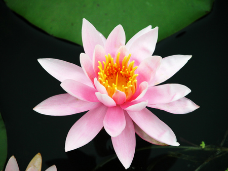 Pink Lotus - pink water lily, pink flower, lily, pink lotus