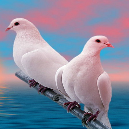 dove - white, soft, dove, love, sky