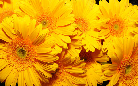 Yellow Flowers - nice, nature, pretty, gerbera, yellow, beautiful, flowers, lovely