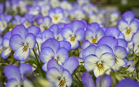 Violets - flowers, not blue, violet, nature