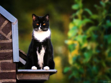 Sentry - stare, serious, black and white, perched, cat