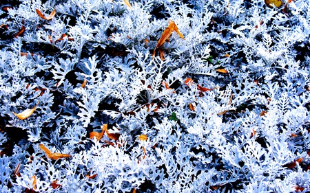 Snowy - leafs, nature, frosty, plants, wild