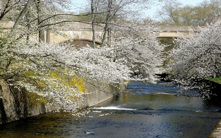 Spring-Is-Here - blossom, white, spring, trees