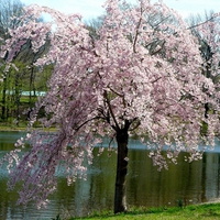 Spring-Blossoms