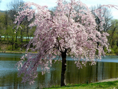 Spring-Blossoms - blossoms, pond, trees, spring