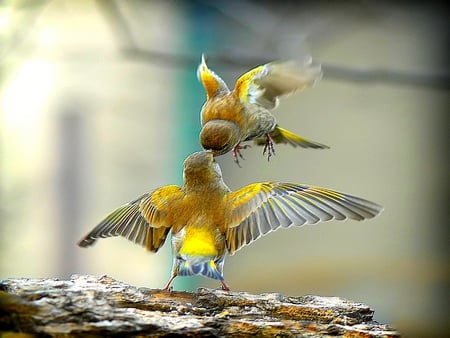 BIRDY KISS - wing span, standing, image, flying, yellow, kiss, nessalanta, two birds, rock, birds