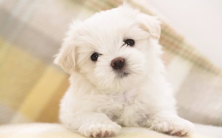 Maltese Puppy - white, adorable, animals, dogs, cute, puppies