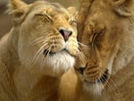 Loving Lions