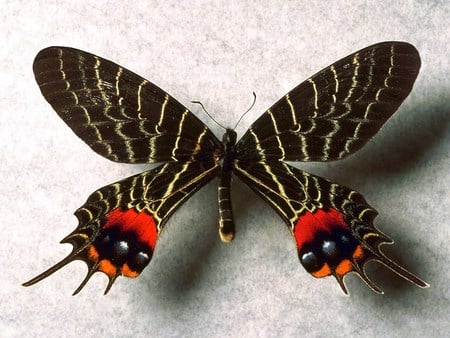 Exotic - black, white, exotic, butterfly, feathered, orange, markings, red black and yellow