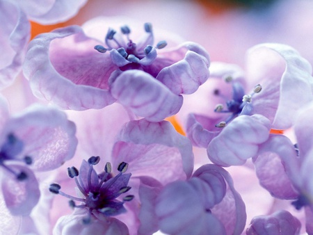 Violet Flowers