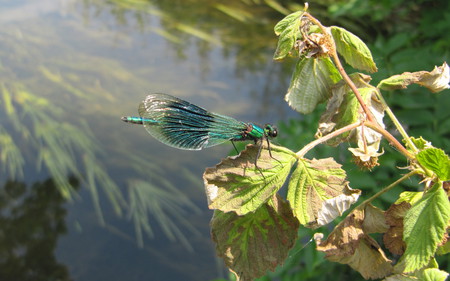 Solitary Dragonfly - plant perched, iridescent, nature, insect, creek