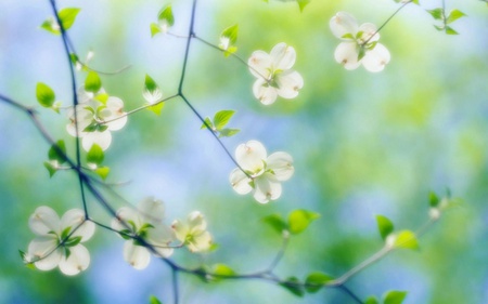 White Dogwood Blossoms - flowers, white, nature, blossom, beautiful