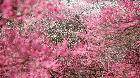 Pink Flowers - flowers, blossom, pink, nature