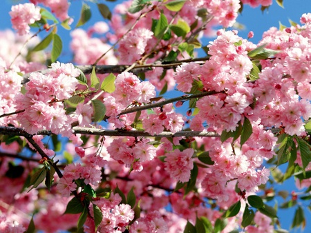 Blossom - nature, blossom, flowers, pink