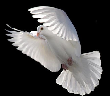 dove - white, dove, peace, fly