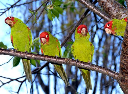 Parrots - parrots, birds, animal, tree, sky