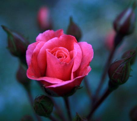 Rose - flower, pink, nature, rose