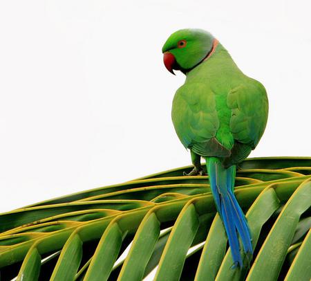 Parrot - animal, bird, branch, parrot