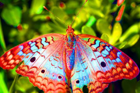 Butterfly - animal, colorful, butterfly, flowers