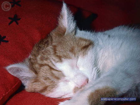 another cat so what else is new - name, feline, sleepy, loveable, adorable