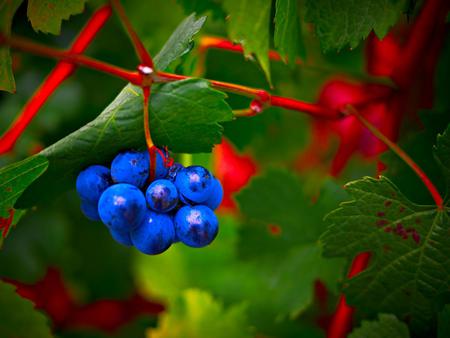 Berries - berries, leaves, nature, blue