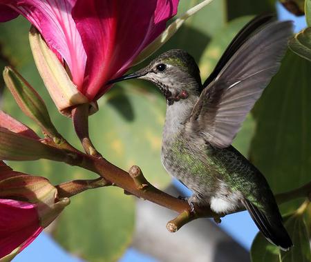 Hummingbird - flower, hummingbird, animal, bird