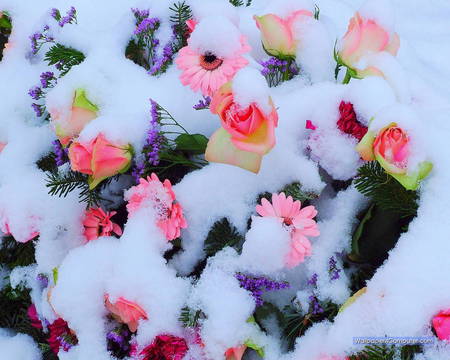 spring snow atop flowers - floowers, gorgeous, photo, beautiful