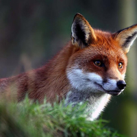 Grey fox