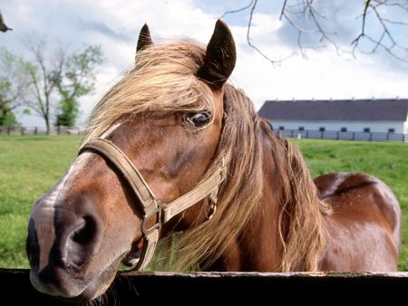 Horse - farm, horse, animal, nature