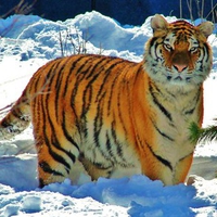 Snow tiger