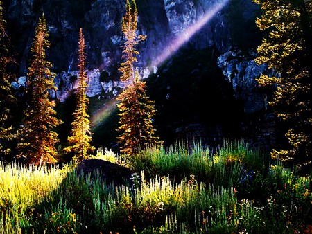 Going green - beams, forest, sun patches, green light, light, trees, daylight, grass