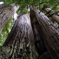 Redwood National Park