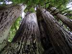 Redwood National Park