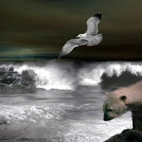 THE GULL AND THE BEAR