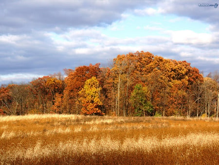 a field with view of fall colored trees - outlook, nature, gorgeous, beautiful