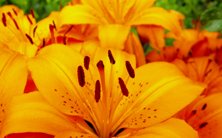 Iris from the Sun - nature, yellow, pistils, petals, flower