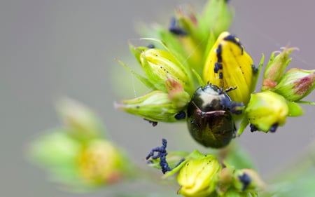 The Flower and the Beetle - nature, beetle, buds, flower