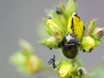 The Flower and the Beetle