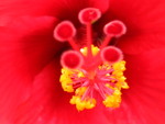 Red Flower