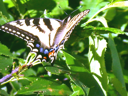 Yellow butterfly - flying, butterly, yellow, green, animal, summer, fly