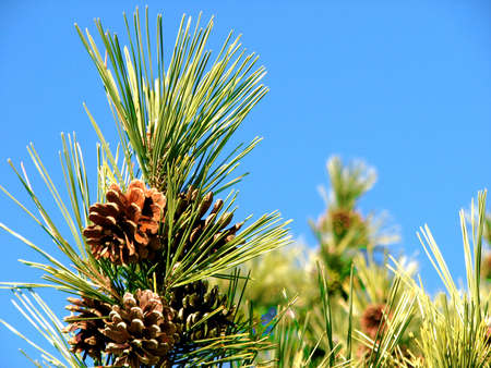 Pinetree - cone, pinetree, pine, green, tree