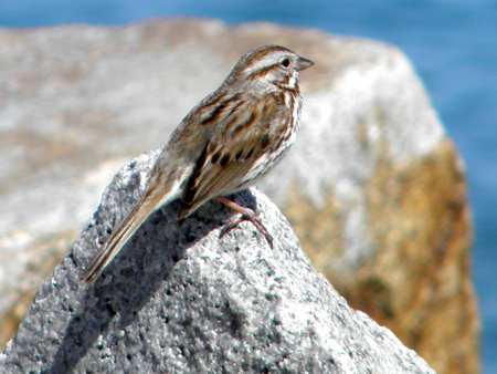 Tiny Bird - tiny, beach, bird, rocks