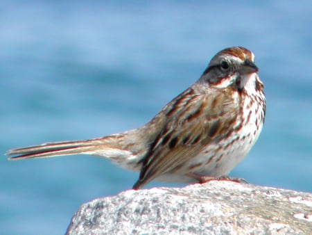 Tiny Bird2 - flying, ocean, water, rock, fly, bird