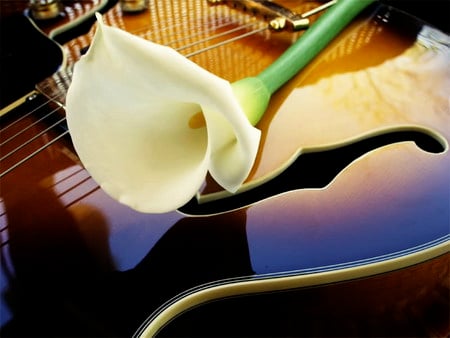 beauty of music - white, beauty, cala, music, violin