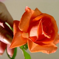 orange rose