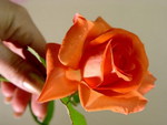 orange rose