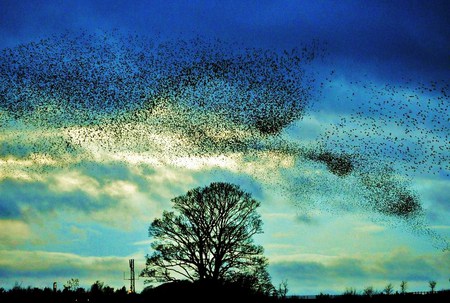 Artists of the sky - sky, starlings, evening, flock, pattern, flight, clouds tree